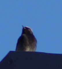 Phoenicurus ochruros