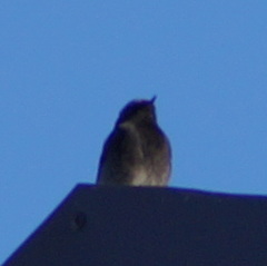 Phoenicurus ochruros