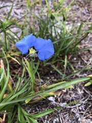 Commelina erecta