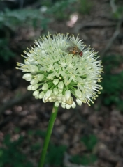 Allium victorialis