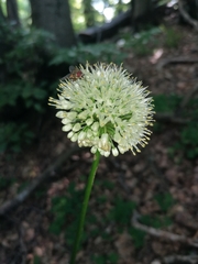 Allium victorialis