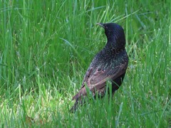 Sturnus vulgaris