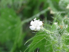 Cnidoscolus angustidens