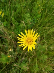 Tragopogon pratensis