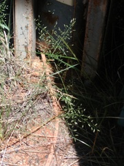 Eragrostis minor