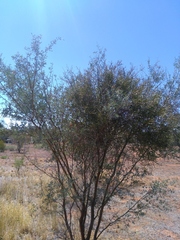 Acacia victoriae