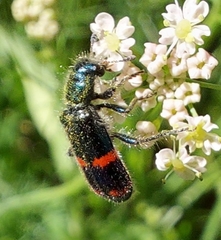 Trichodes ircutensis