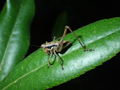 Pachytrachis frater