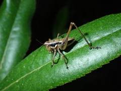 Pachytrachis frater