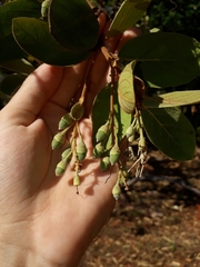 Styrax ferrugineus