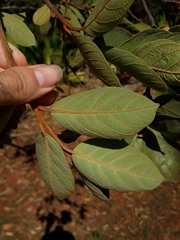 Styrax ferrugineus
