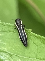 Agrilus bilineatus