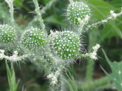 Cnidoscolus angustidens