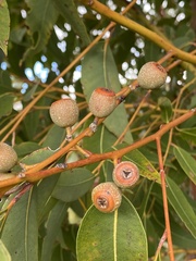 Eucalyptus marginata