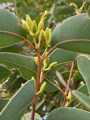 Eucalyptus marginata