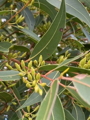 Eucalyptus marginata