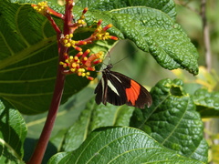Heliconius erato phyllis