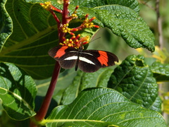 Heliconius erato phyllis