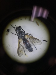 Cylindromyia bicolor