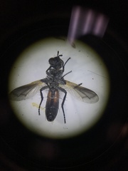 Cylindromyia bicolor