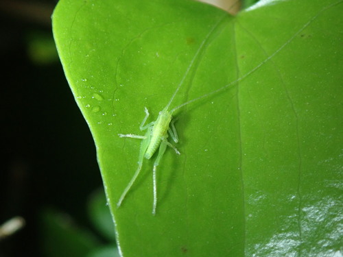 Beskrilni staklasti konjic (Cyrtaspis scutata)