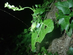 Leptophyes laticauda