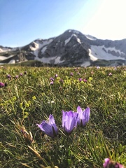 Campanula tridentata