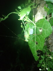 Leptophyes laticauda