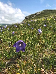 Campanula tridentata