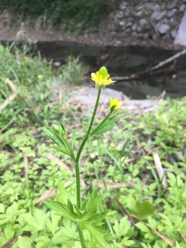 Ranunculus chinensis iNat (1)