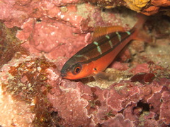 Pterocaesio digramma