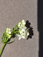 Galium pumilum