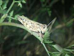 Dociostaurus maroccanus