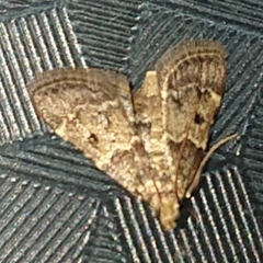 Pyralis manihotalis