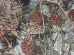 Dociostaurus maroccanus