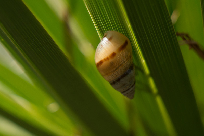 Mesembrinus dominicus