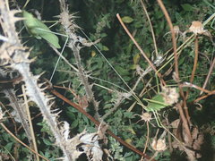 Acrometopa macropoda