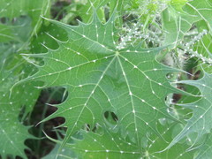 Cnidoscolus angustidens
