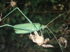 Acrometopa macropoda