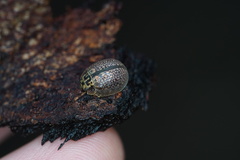 Paropsisterna decolorata