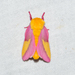 Rosy Maple Moth - Photo (c) Royal Tyler, some rights reserved (CC BY-NC-SA), uploaded by Royal Tyler