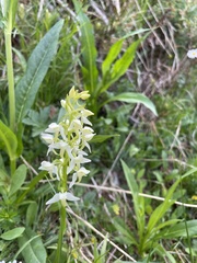 Platanthera bifolia