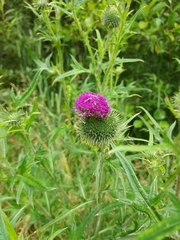 Cirsium vulgare
