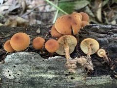 Phaeomarasmius proximans
