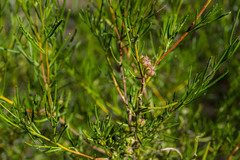 Dodonaea pinifolia