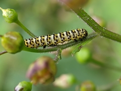 Cucullia scrophulariae