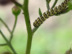 Cucullia scrophulariae