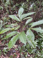 Allophylus natalensis