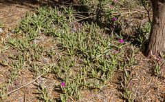 Carpobrotus modestus