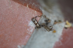 Mecynopus cothurnatus